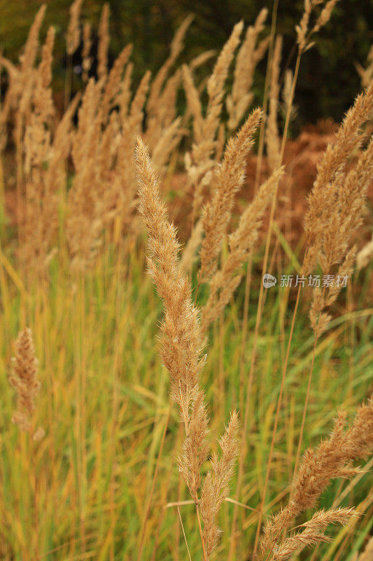 Yedigoller的黄色Cortaderia Selloana社区